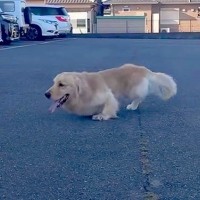両足に障がいを持ち『歩くことができない大型犬』を保護→医者には『長生きできない』と言われ…嘘のような『現在』が206万再生「勇気貰った」