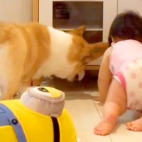 隙間に入ったおもちゃが取れなかった赤ちゃんと犬→成長すると…あまりにも平和な『助け合いの光景』が124万再生「ほっこり」「嬉しそう」