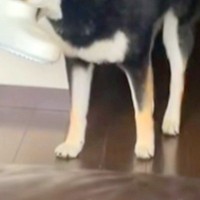 『やけに犬がおとなしいな』と思っていたら、こっそりとお風呂場から出てきて…バレバレすぎる光景が52万再生「これは怒れない」「上目遣いｗ」