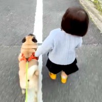 小さな女の子と一緒にお散歩をする犬→距離感がわからず、近づいたら…愛おしすぎるハプニングが286万再生「かわいい当たり屋ｗ」「仲良し」