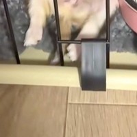 『極小子犬』を飼った初日→『大丈夫かな』と不安に思っていたら…想定外だった『大物すぎる光景』が22万再生「無警戒で草」「女王様の兆しｗ」