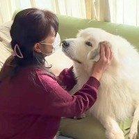 お風呂が嫌すぎて駄々をこねる超大型犬→おばあちゃんが誘ってみた結果…見事な作戦と『まさかの表情』に反響「ばあば最強」「家族みんな可愛い」