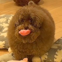 ボサボサの犬を『洗面台で洗った』結果→本当に犬…？想像超える『衝撃のビフォーアフター』が1141万再生「魔法使いｗ」「おじいちゃんで草」