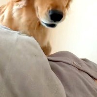 『朝、16分寝坊してしまった』結果→犬たちがやってきて…起き上がるしかない『目覚めの光景』に反響「激しくて草」「朝ごはんバイトしたい」