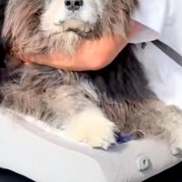 車の助手席に乗っていた秋田犬→『絶対に降りたくない』と駄々をこねて…意思が強すぎる『態度』が21万再生「貫禄すごいｗｗ」「日々筋トレ」