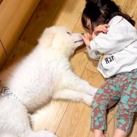 2歳の女の子と子犬→たった『半年間』一緒に過ごしただけで…驚きを隠せない『衝撃のサイズ差』が22万再生「想像以上」「優しさは変わらない」