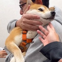 病院で怖がらずに注射を打てた妹犬→兄犬はというと…あまりにも対照的な『情けない光景』が234万再生「まるで子供ｗｗ」「文句言ってて草」