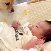 生まれたばかりの赤ちゃん→心配した犬が、いつもそばで見守っていて…尊すぎる『過保護な光景』が30万再生「涙が出た…素敵」「大好きなんだ」