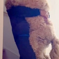 階段を降りられない大型犬→毎朝、パパに甘えんぼして…見た目と裏腹な『赤ちゃんすぎる光景』が502万再生「自分の大きさわかってなさそうｗ」
