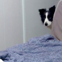 風邪で寝込んでいたら、犬たちが『心配』とやってきて…言葉は無くても伝わる『愛に溢れた光景』が11万再生「私も看病されたい」「看護師さん」