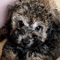『黒い毛の子犬』を飼った結果→そのまま育つのかと思ったら…別犬のような『衝撃の変化』が17万再生「こんなに変わるんだ」「可愛い変身」