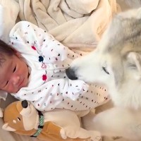 朝、赤ちゃんを起こしにやってきていた大型犬→1年後…尊すぎる『逆転の光景』にニヤけてしまうと21万再生「素敵な兄弟」「愛が溢れてる」