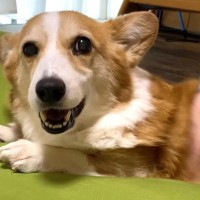 大好きな兄に撫でられてご満悦な犬→撫でるのをやめ、ママに触ろうとした結果…想像を超える『ブチギレ』が17万再生「圧がｗ」「ムキ顔可愛い」