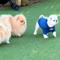 ドッグランに来た犬→他のワンコから『熱い視線を向けられた』結果…人間味あふれる『気まずそうな表情』に反響「最上級に可愛い」「ガン見ｗｗ」