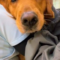 病院の診察室でビビりまくる大型犬→爪切りに来ただけなのに…思わず応援したくなる『子どものような光景』に反響「こんな大きいのにｗｗ」