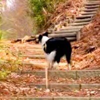 世界一賢い犬種と『1年前にきた公園』に訪れた結果→ママの好きな景色を覚えていて…素敵すぎる『まさかの行動』に反響「噓でしょ賢い」「天才」