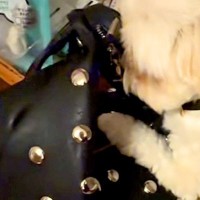 カバンを持って出かけようとしたら、犬が『帰りが遅くなる』と気付いて…家を出れなくなる光景が165万再生「健気すぎ」「精一杯の愛情表現」
