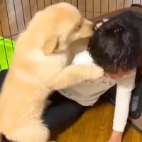小さな男の子と初めて会った大型犬の赤ちゃん→喜びが溢れて…尊すぎる『はじめましてのご挨拶』に悶絶「わちゃわちゃで可愛い」「癒されるわ」
