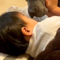 風邪を引いてしまった男の子→なかなか寝付けずにいたら、犬が近づいてきて…愛しかない光景が18万再生「なんてお利口さん」「家族愛だね」