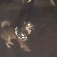 夜、公園のロープを犬の前に出した結果→『可愛く遊ぶかな』と撮影すると…ホラーすぎる『まさかの光景』に爆笑「電車で見るんじゃなかったｗ」