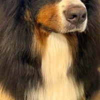 『歌舞伎すぎるｗｗ』体重58キロの超大型犬→見たことがない『特殊なヘアスタイル』がSNSで話題に「五右衛門ｗｗ」「笑いが止まらん」と爆笑