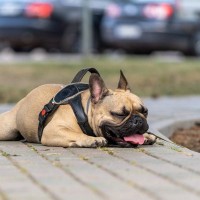 犬が『脱水症状』を起こしているサイン5選　脱水状態かどうかを判断する方法とは？