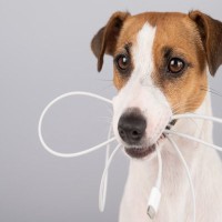 犬の留守番前にしなければいけない『事前チェック』3つ　安全な環境づくりのポイントまで