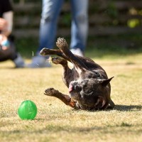 犬が突然『転んでしまう』原因4選　考えられる理由や危険な病気の初期症状まで