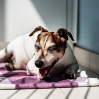 犬の『呼吸が普段と違う』考えられる理由5つ　危険な症状を判断する方法まで