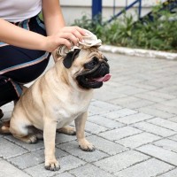 暑くなってきたときの『犬との散歩』リスクが高まるのはいつぐらいからなの？