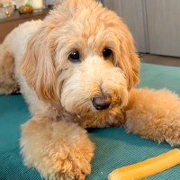 チーズを守る犬→誤って『ソファの隙間に落としてしまった』結果…思わず吹き出す『絶望顔』が13万再生「虚無で草」「想像の5倍は絶望してた」