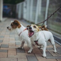 『吠えやすい』小型犬5選　警戒心が強く、番犬気質のあるワンコの特徴や共通点まで解説