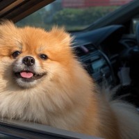 犬とのドライブに持っていきたい『便利グッズ』4選　安全性に優れたおすすめのペット用品とは？
