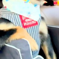 助手席で震える『車が苦手な犬』→1年後、慣れ過ぎてしまい…まさかの『姿勢と表情』に爆笑「なんか貫禄あって草」「堂々たる振る舞いｗｗ」