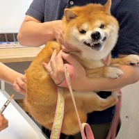 病院で注射を打たれ、大絶叫する犬→見ていた2歳の女の子が心配して…目頭が熱くなる『まさかの展開』が32万再生「優しい子」「絆がすごい」