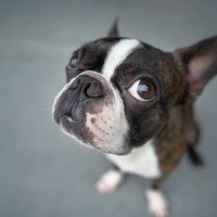 犬に言ってはいけない『言葉』5選　人間の会話を理解しているの？愛犬を精神的に苦しめるNGワードまで