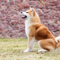 『しっぽが巻いている』犬種6選　クルクルと愛らしい見た目を保つためにおすすめなお手入れ方法まで