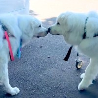『同じ難病をかかえた兄弟』別の場所で保護された2頭の超大型犬…片道400キロの距離を超えた『再会の瞬間』に涙「本気で泣いた」「映画化希望」