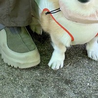 ドッグランに出かけた犬→入ってすぐに…誰も予想できなかった『まさかの勘違い』が13万表示「知らない人を見る顔してて草」「可愛すぎる」と