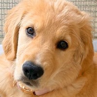 大型犬パピーに『1時間のお留守番をしてもらった』結果→帰宅後、体を見てみると…まさかの模様に4万いいね「お利口なの伝わる」「人間みたい」