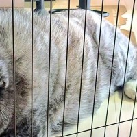なぜかキッチンの柵に挟まっている秋田犬→実は演技をしていて…巧妙すぎる『まさかの表情』に1万いいね集まる「忍べてなくて草」「知能犯ｗｗ」