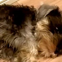 『黒い毛の子犬を飼った』結果→3歳になる頃には…思っていたのと違う『他の犬のような光景』に反響「こんな変わる？」「めちゃ可愛い」と絶賛