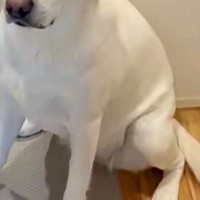 仕事に向かう直前→なぜか犬が『玄関』にいて、文句も言わずに…切なすぎる『この世の終わりのような表情』に2万いいね「顔が…」「たまらん」