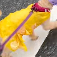 雨の日、犬のカッパが無かったので『ウンチ袋とビニール袋』を被せた結果…想像以上に似合っている光景に反響「可愛い」「犬界最新ファッション」