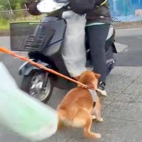 朝5時、『新聞配達のおばちゃん』を待ち伏せする犬→バイク姿が見えた瞬間に…想像以上の『大歓迎』に絶賛「愛が強すぎるw」「喜びの舞で草」