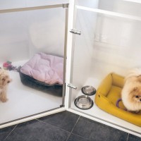 犬が『ペットホテル』に預けられたときの心理とは？ストレスを感じている？