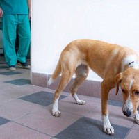 『不安を感じやすい犬』5つの共通点　愛犬を安心させるために飼い主にできることはあるの？