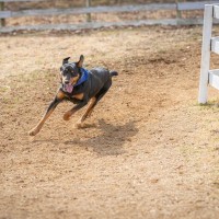 犬が散歩中に『走り出す』ときの理由5つ　急にダッシュする心理や考えられるトラブルまで