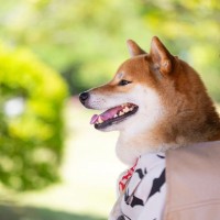 犬は飼い主に『抱っこ』されているとき何を考えているの？嫌がっているかどうかを判断する方法まで