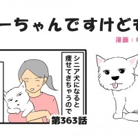 ちーちゃんですけどもっ【第363話】「シニア犬は太りにくいのに」